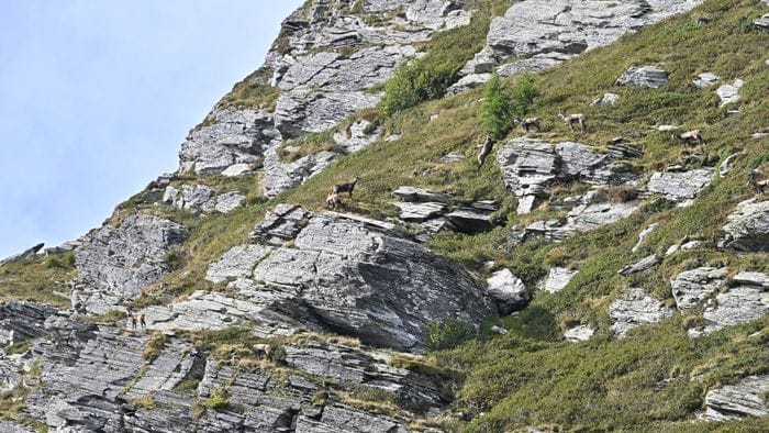 Quanti camosci in questa foto?