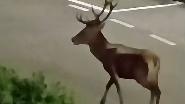 Cervo a passeggio di notte nel centro di Fino del Monte - Video