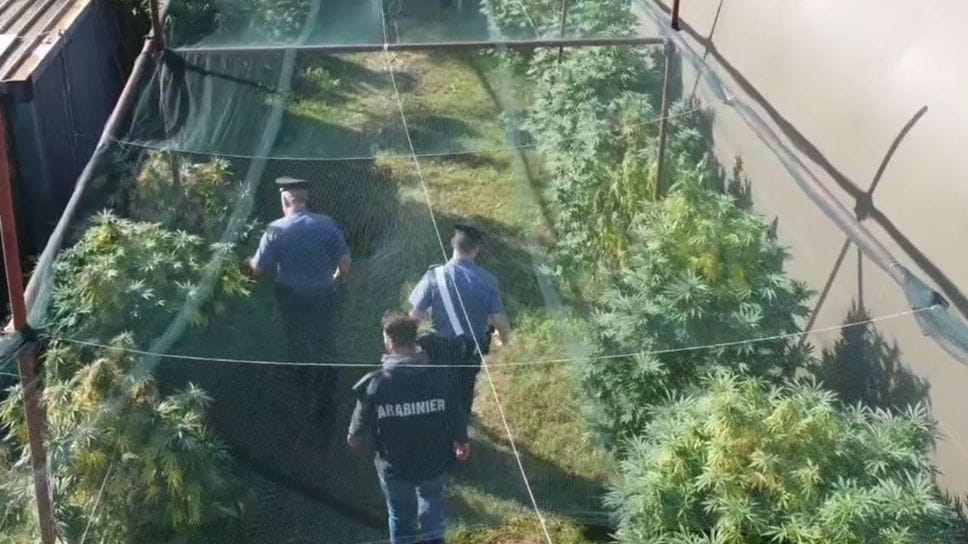 Cocaina dal Sudamerica e cannabis dalla Spagna: le rotte verso Bergamo