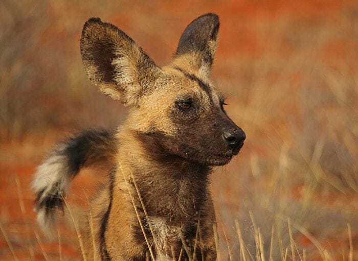 Tre licaoni percorrono oltre 4000 km attraverso lo Zambia