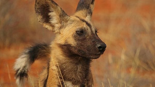 Tre licaoni percorrono oltre 4000 km attraverso lo Zambia