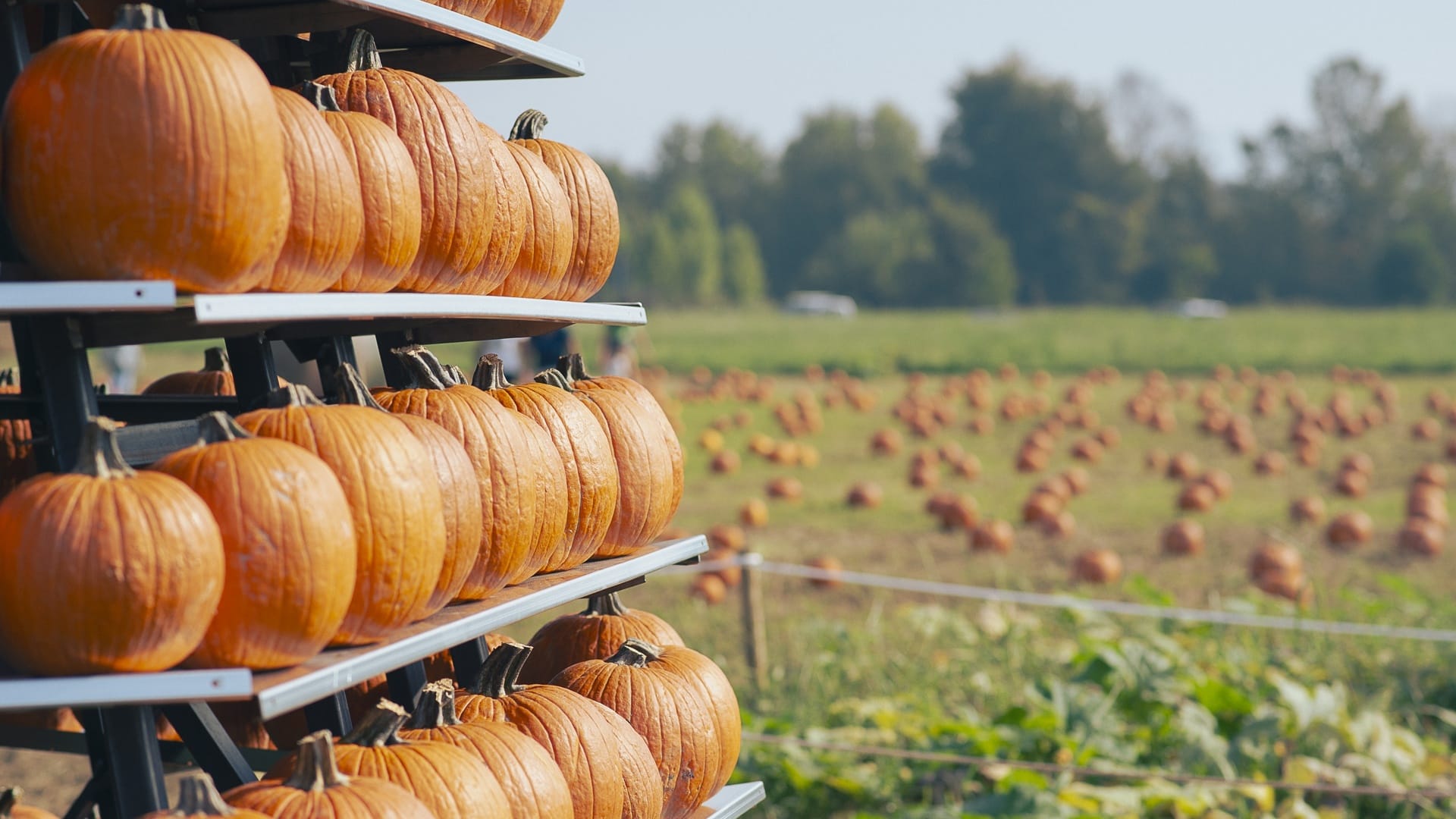 https://storage.ecodibergamo.it/media/photologue/2026/9/16/photos/a-tulipania-lautunno-comincia-in-un-campo-di-zucche-che-puoi-raccogliere-anche_3aa7d576-b10a-11f1-ad62-1164c33d5a46_1920_1080.jpg