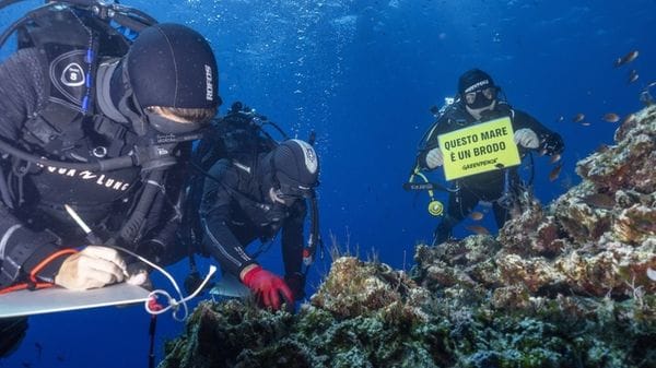 Greenpeace, forte stress e morie in acque Ustica per caldo estremo