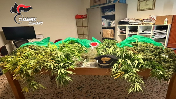 Albino, sei chili di marijuana in casa: denunciata una coppia