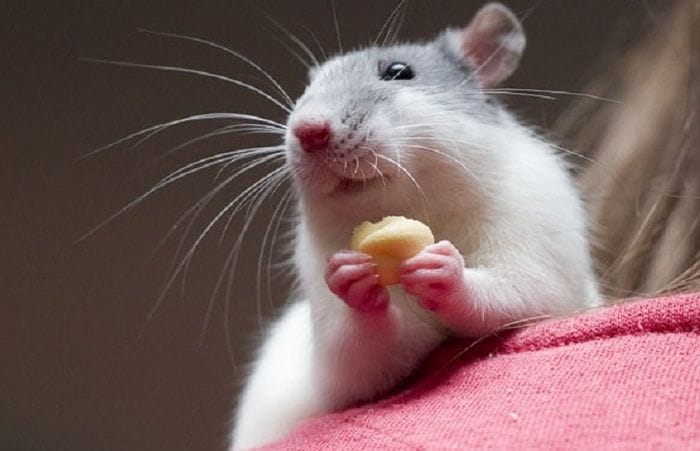 Farmaco anti-obesità rallenta l'invecchiamento nei topi