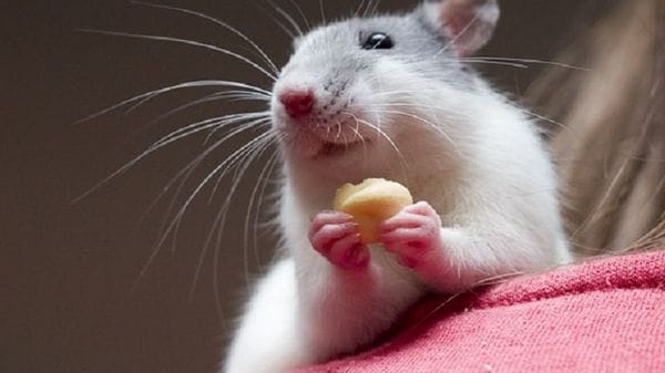 Farmaco anti-obesità rallenta l'invecchiamento nei topi