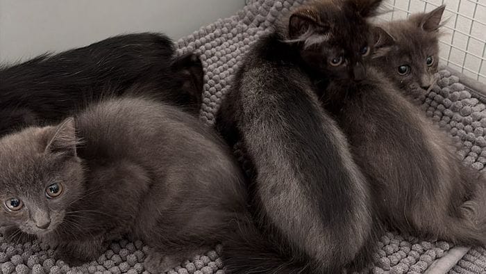 https://storage.ecodibergamo.it/media/photologue/2026/9/19/photos/cache/palosco-quattro-gattini-abbandonati-in-una-scatola-denunciato-un-33enne_6773a32e-b40b-11f1-8694-36334630aa2e_1920_1080_v3_large_16_9.jpeg