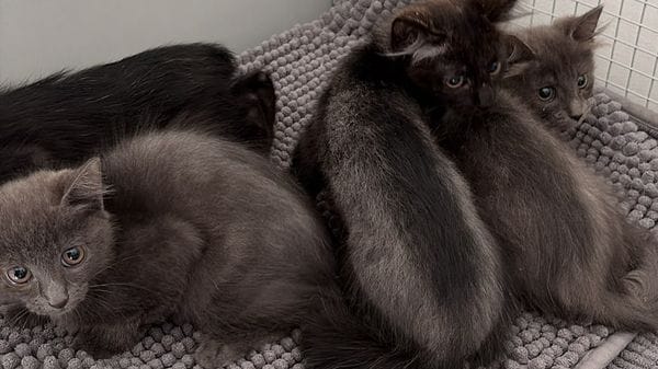 Palosco, quattro gattini abbandonati in una scatola: denunciato un 33enne