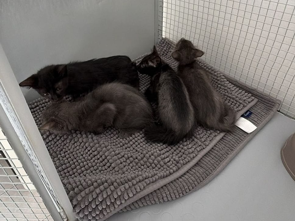 Palosco, quattro gattini abbandonati in una scatola: denunciato un 33enne
