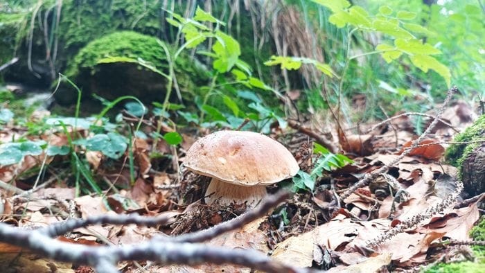 «Arrivano i funghi...»