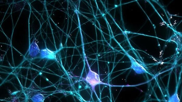 Cervello, pronto l'atlante della centralina che controlla i movimenti 