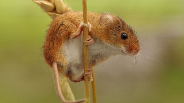 Nuova molecola per perdere peso, funziona sui topi e non riduce i muscoli 