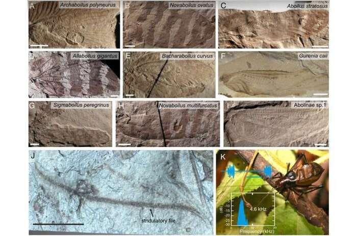 Ricostruiti i suoni emessi dagli insetti del Giurassico  ASCOLTA