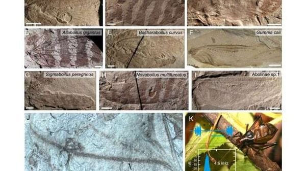 Ricostruiti i suoni emessi dagli insetti del Giurassico  ASCOLTA