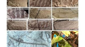 Ricostruiti i suoni emessi dagli insetti del Giurassico  ASCOLTA