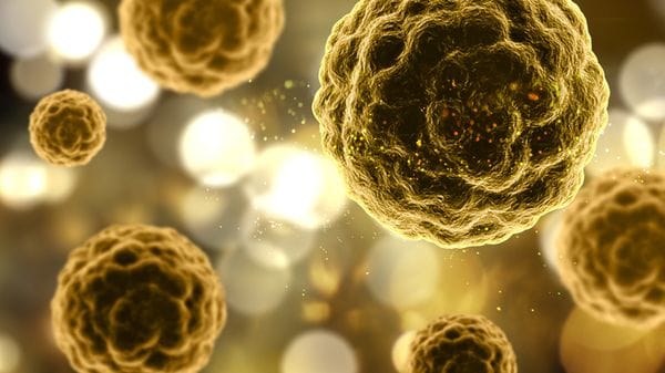 Cellule zombie nell'organismo che invecchia
