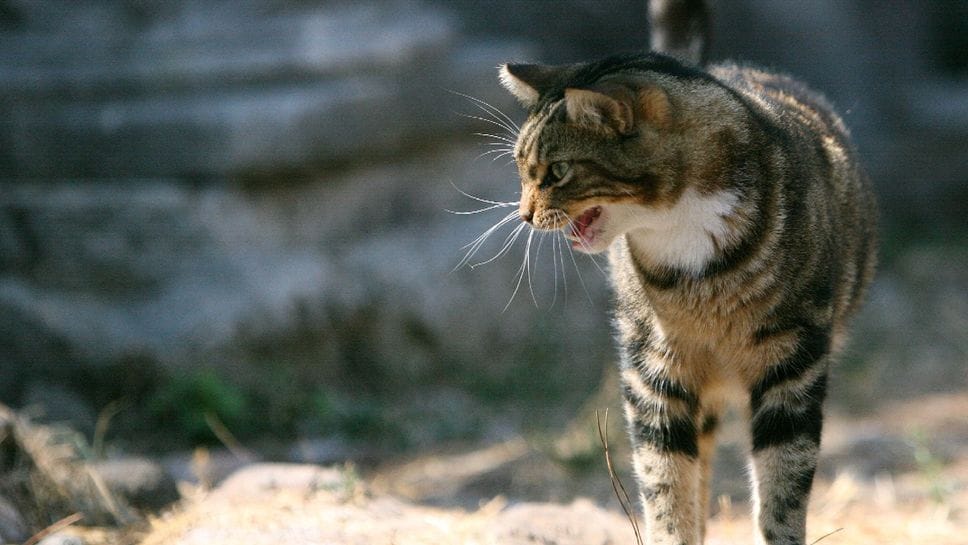 Gatti feriti e avvelenati: allarme in Valle Imagna