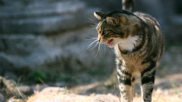 Gatti feriti e avvelenati: allarme in Valle Imagna
