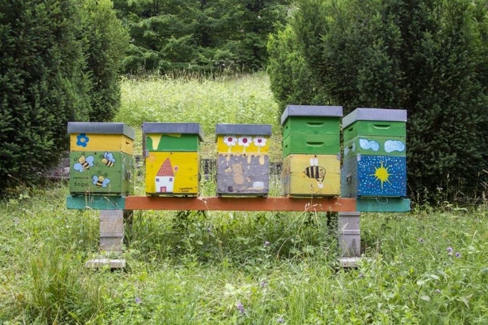 Città Alta, a Palazzo Moroni un weekend tra api, fiori e biodiversità