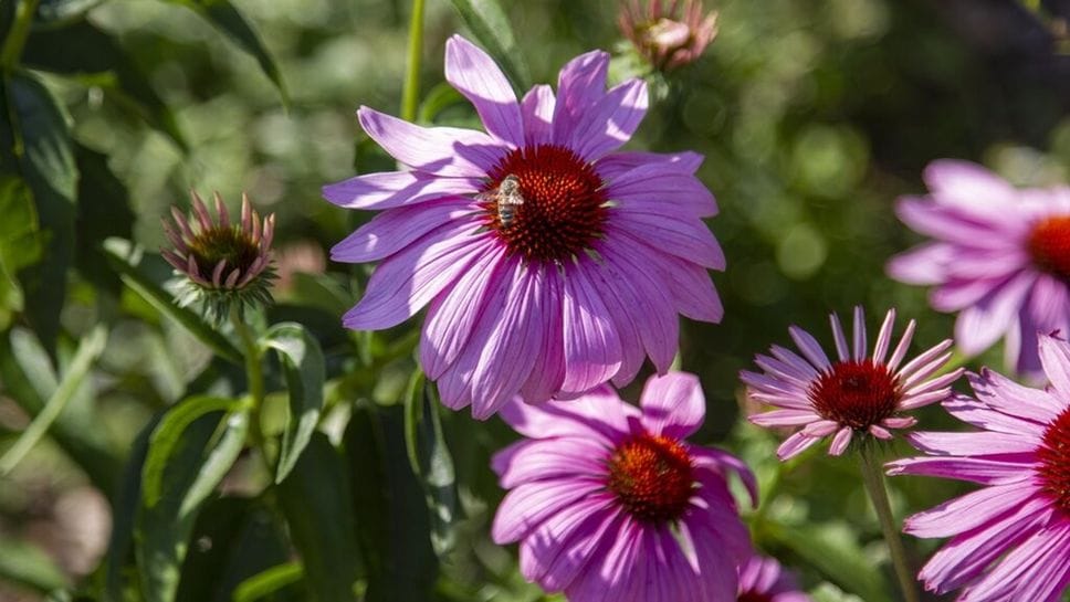 Città Alta, a Palazzo Moroni un weekend tra api, fiori e biodiversità