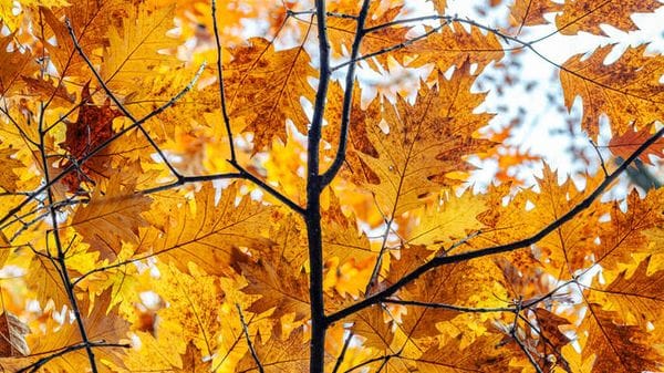 Estate agli sgoccioli, arriva l'equinozio d'autunno  
