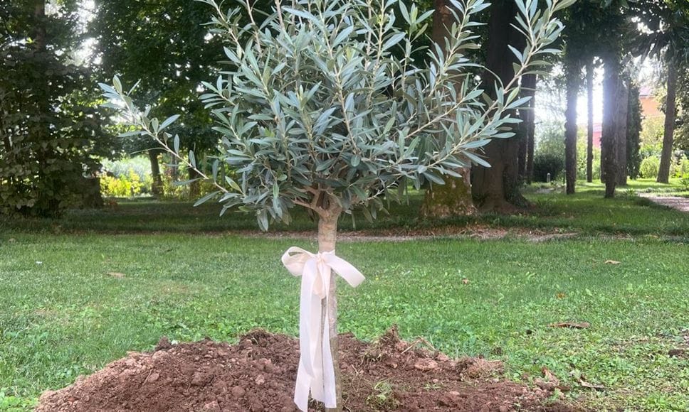Morta dopo l’incidente in piscina: un ulivo a scuola in  memoria di Alice. «Conserviamo nel cuore la sua allegria»