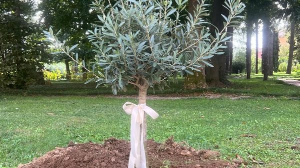 Morta dopo l’incidente in piscina: un ulivo a scuola in  memoria di Alice. «Conserviamo nel cuore la sua allegria»