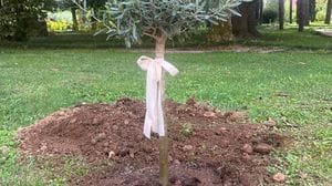 Morta dopo l’incidente in piscina: un ulivo a scuola in memoria di Alice. «Conserviamo nel cuore la sua allegria»
