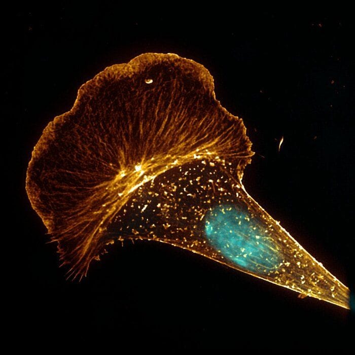 Osservate per la prima volta le cellule viventi di un animale antartico 