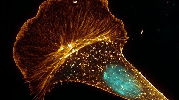 Osservate per la prima volta le cellule viventi di un animale antartico 
