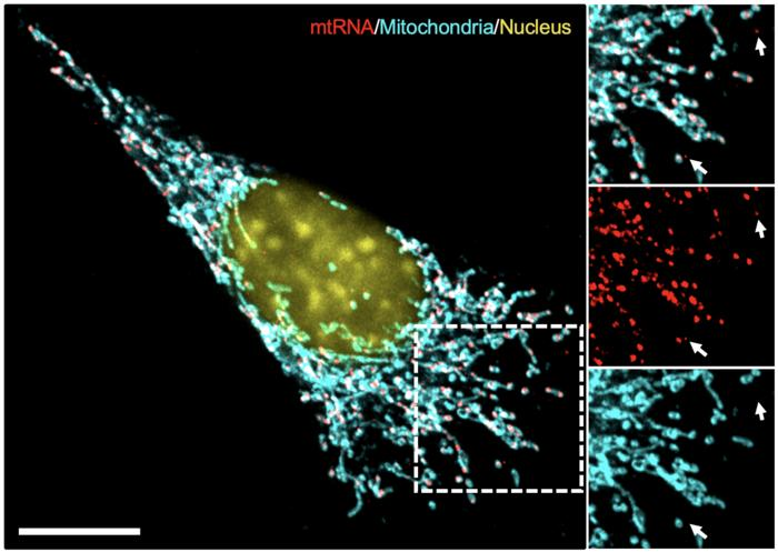 Così il sistema immunitario può favorire la crescita dei tumori