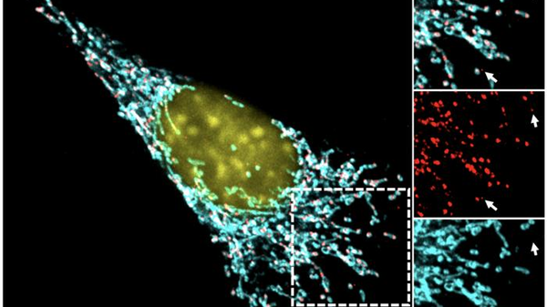Così il sistema immunitario può favorire la crescita dei tumori