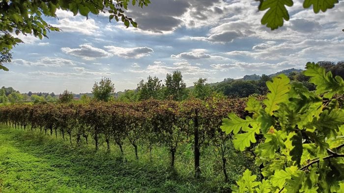 Vite in Valle d’Astino