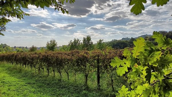 Vite in Valle d’Astino