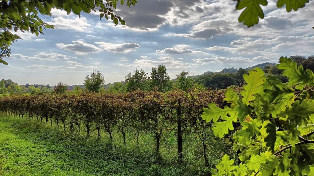 Vite in Valle d’Astino