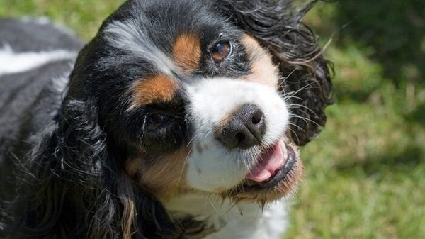 I cani imparano a distinguere le parole come gli umani   VIDEO