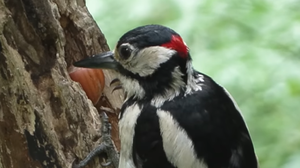 Il video del picchio brembano visto da 25 milioni di persone. E ora sbarca sulla Bbc