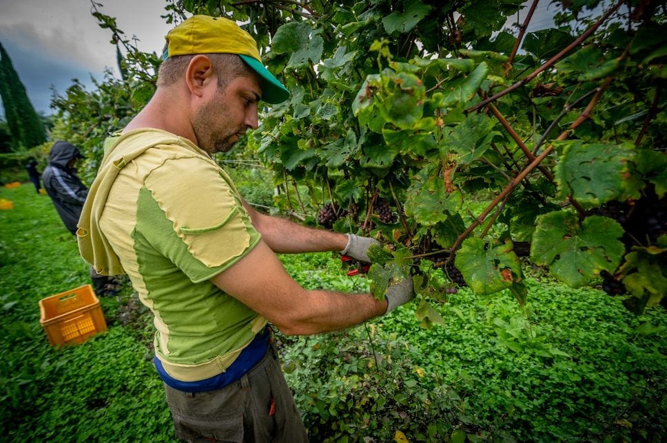 Vendemmia, produzione in calo ma vini più corposi e di qualità