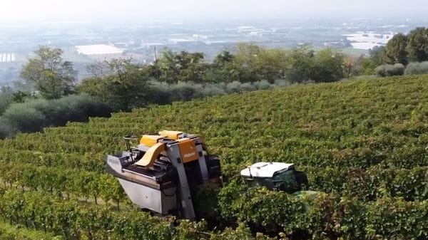 Vendemmia, produzione in calo ma vini più corposi e di qualità