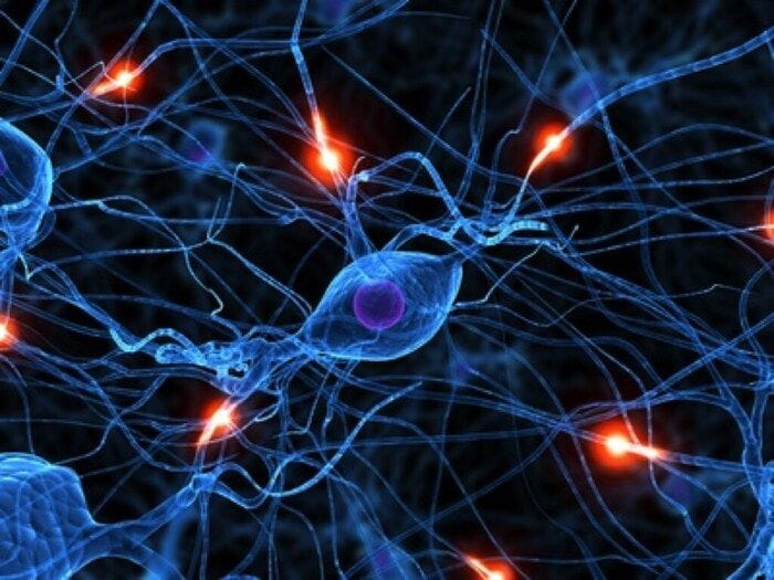 Cervello, nuova classificazione dei neuroni aiuta a capire l'apprendimento 