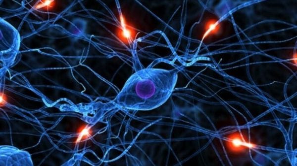 Cervello, nuova classificazione dei neuroni aiuta a capire l'apprendimento 
