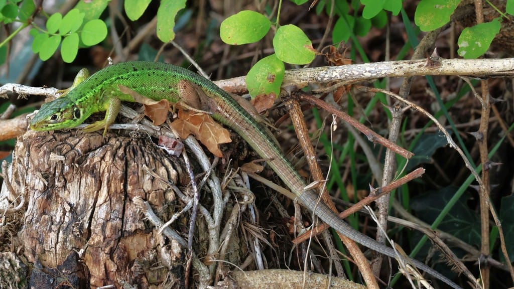 Una lucertola bilineata