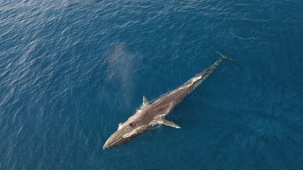Alla riunione della Commissione per la caccia alle balene spinte anti moratoria