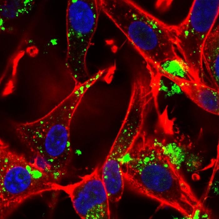 Possono scaldarsi o produrre elettricità, le prime nanoparticelle multifunzione