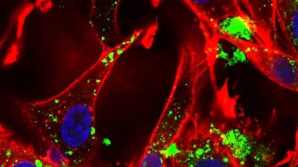 Possono scaldarsi o produrre elettricità, le prime nanoparticelle multifunzione