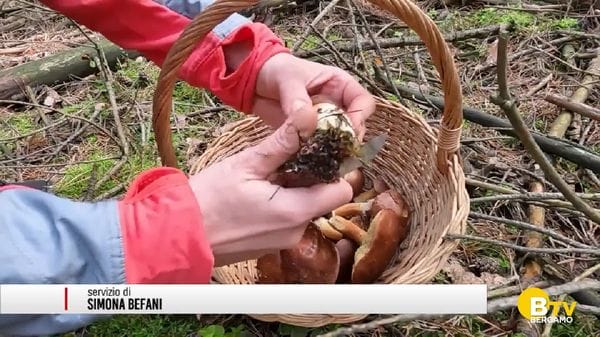 Cercatori di funghi in difficoltà. Le avvertenze del Soccorso Alpino