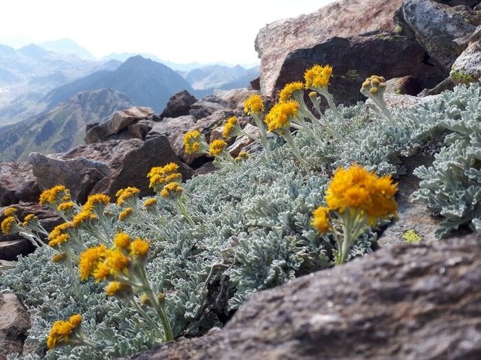 Montagne europee più verdi, ma accelera il ritmo di estinzione