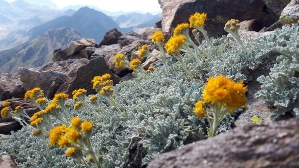 Montagne europee più verdi, ma accelera il ritmo di estinzione