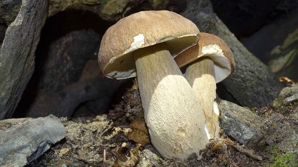 Ticket funghi, Val Brembana verso il record: «Prudenza e controlli» 