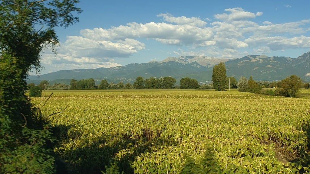 I girasoli di San Francesco